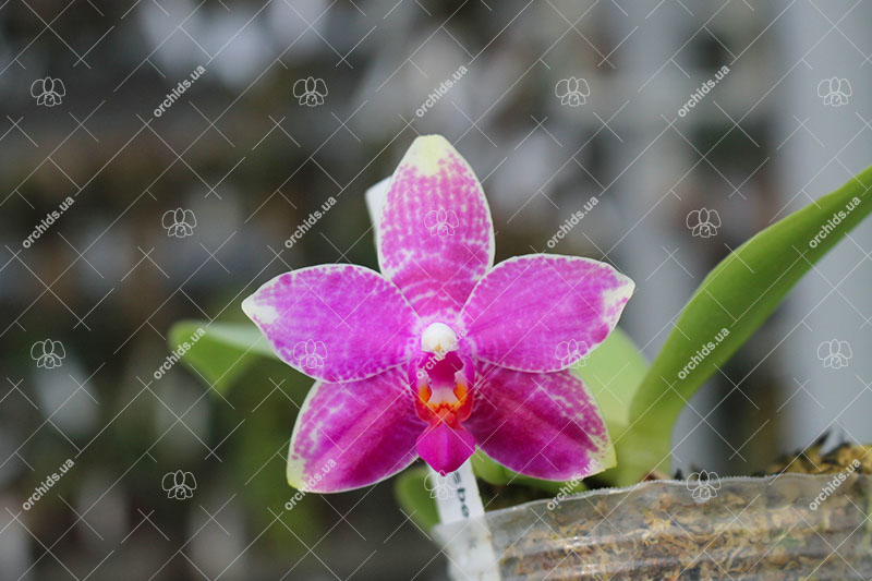Phalaenopsis Grosbeak.jpg