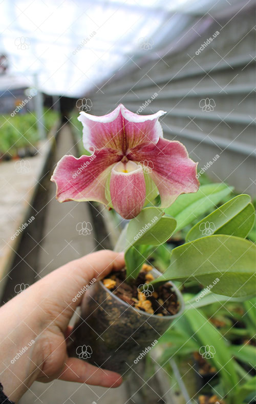 Paphiopedilum Winston Churchill x bellatulum.jpg