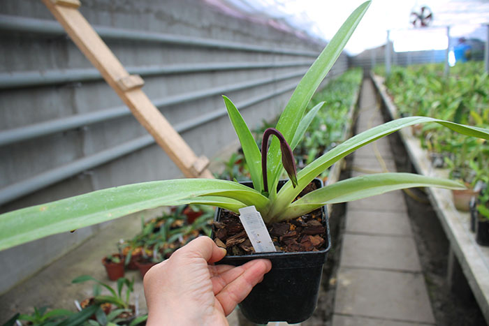 Paphiopedilum philippinense.jpg