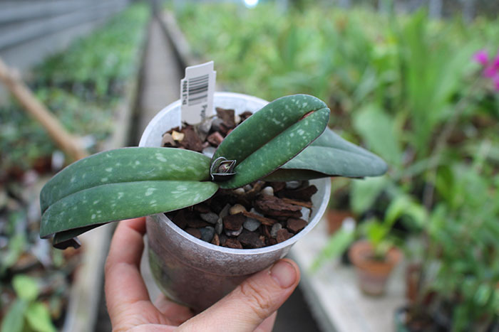 Paphiopedilum leucochilum Yilung.jpg