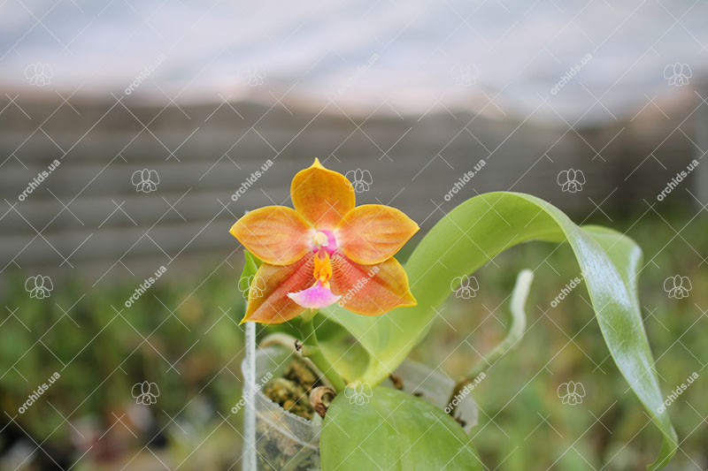 Phalaenopsis Lyndon Gold Ring x (Yin's Bellina Kaiulani x Ya-Yi Qin) 'Rainbow'.jpg