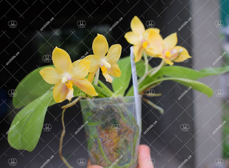 Phalaenopsis Lyndon Gold Ring x (Yin's Bellina Kaiulani x Ya-Yi Qin) 'Rainbow'.jpg