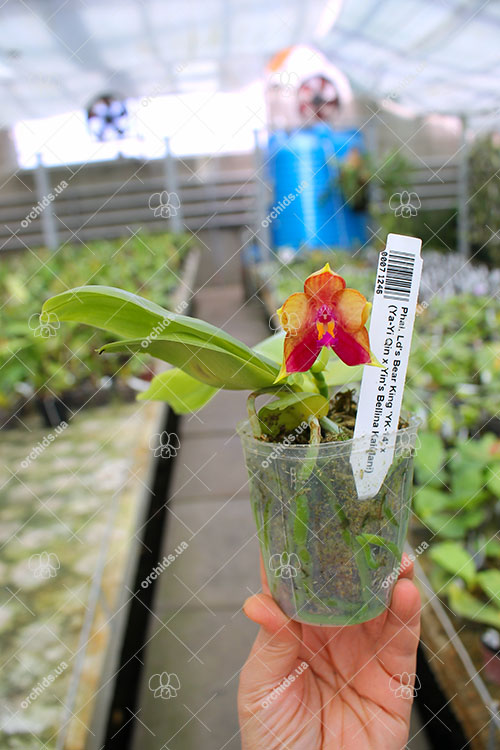 Phalaenopsis Lyndon Gold Ring x (Yin's Bellina Kaiulani x Ya-Yi Qin) 'Rainbow'.jpg