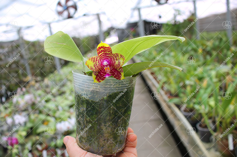 Phalaenopsis KS Happy Eagle x Zheng Min Tyrannosaurus.jpg