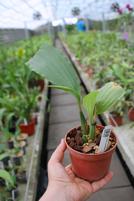 Coelogyne usitana.jpg