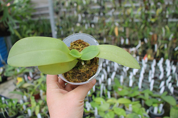 Phalaenopsis Purple Martin '4N' x violacea indigo.jpg