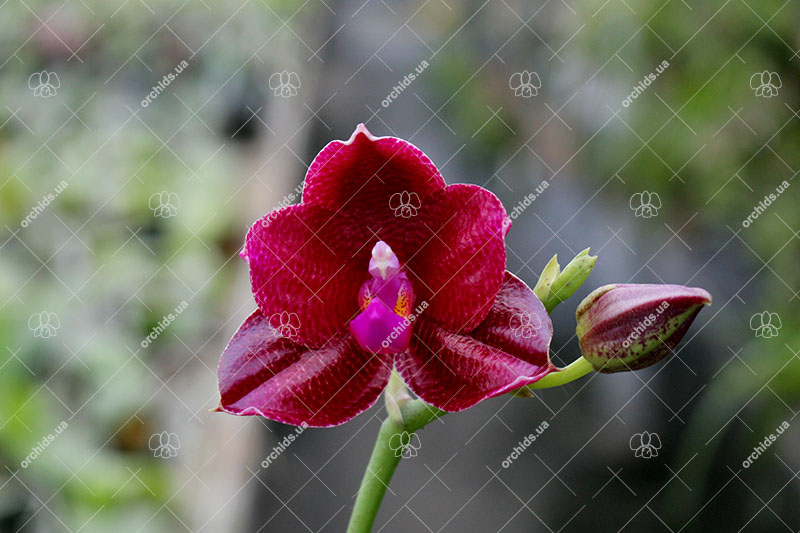 Phalaenopsis Mituo Sun 'Mituo #1' x Ld's Bear King 'RK-1'.jpg