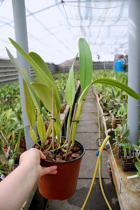 Laeliocattleya C G Roebling 'Blue Indigo'.jpg