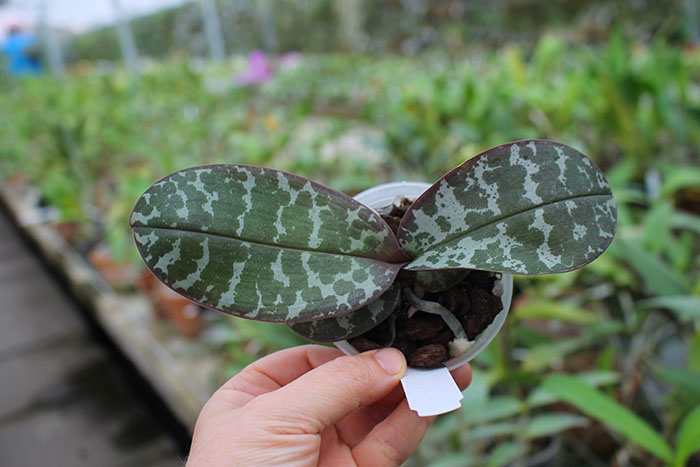 Phalaenopsis stuartiana punctatissima.jpg