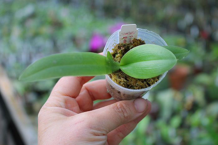 Phalaenopsis David Lim.jpg