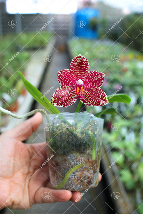 Phalaenopsis KS Super Zebra x Mituo Sun 'AL'.jpg