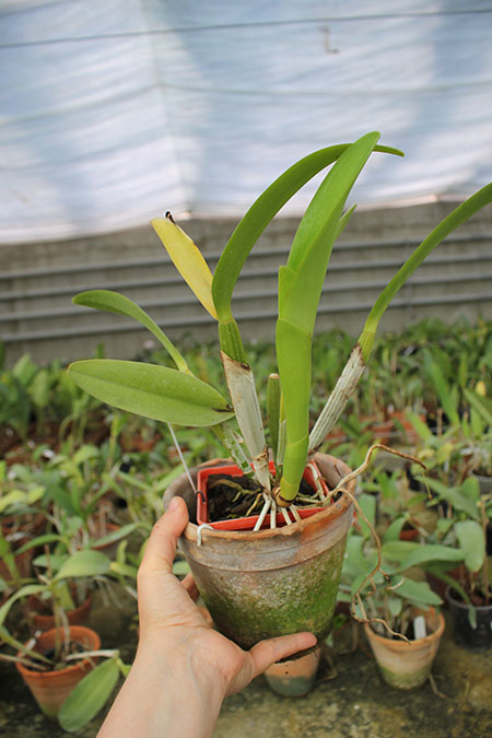 Brassocattleya Chief Pink 'Diana'.jpg