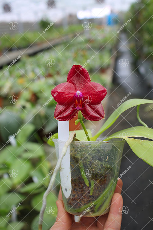 Phalaenopsis Mituo Sun x Palace Reef.jpg