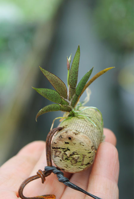 Macroclinium manabinum.jpg