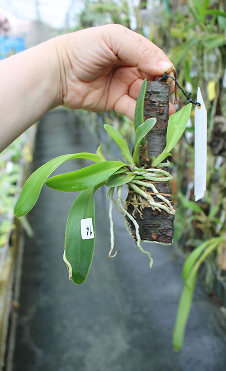 Laeliocattleya Magic Bell 'New Trick'.jpg