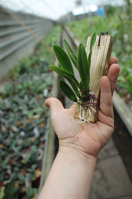 Hawkinsara Chien Ya Ocean 'TM'.jpg