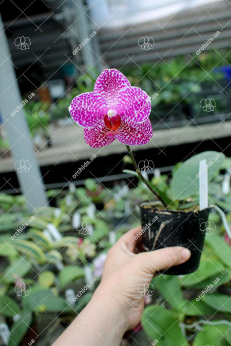 Phalaenopsis (Mituo Sun x Ching Her Buddha).jpg