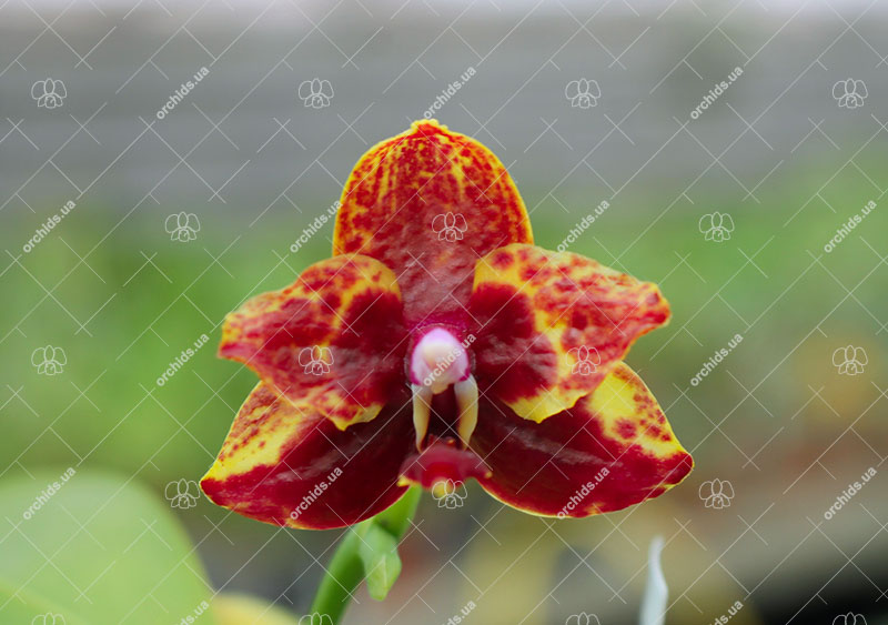 Phalaenopsis (Mituo Golden x Sogo Nihou) x Mituo Prince.jpg