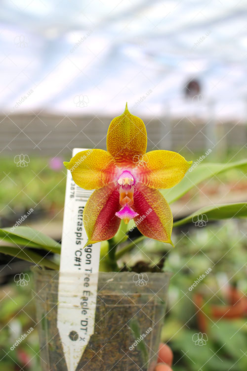 Phalaenopsis Dragon Tree Eagle 'DT' x tetraspis 'C#1'.jpg