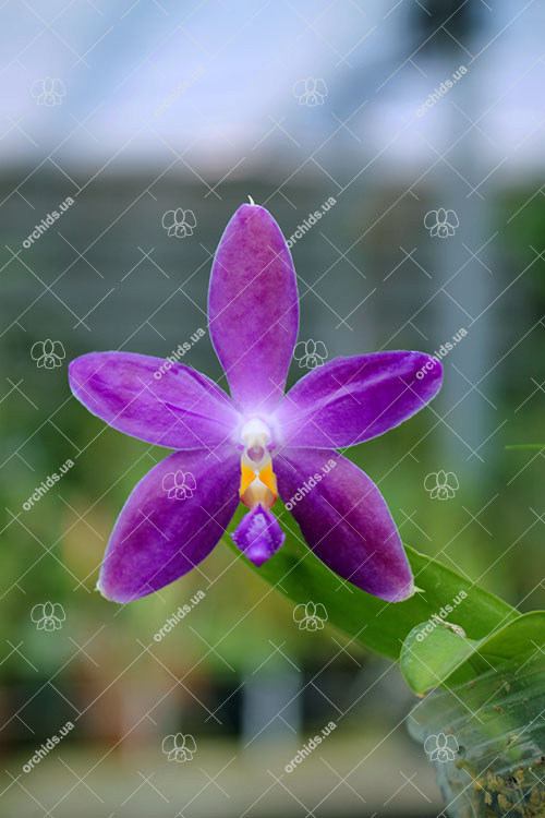 Phalaenopsis YangYang Blue Berry.jpg