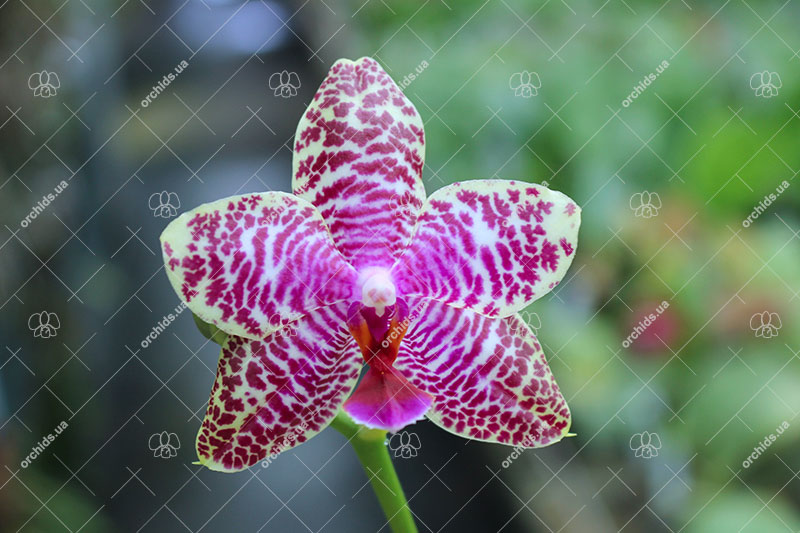 Phalaenopsis Ya-YI Qin x AL Sun Tiger.jpg