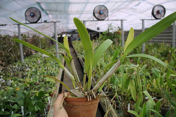 Cattleya mossiae alba 'Irene' x Cattleya mossiae alba 'Orosco'.jpg