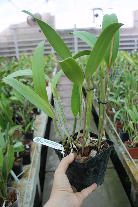 Cattleya lueddemanniana tipo 'Royal Flash' x Cattleya lueddemanniana tipo 'Drago'.jpg