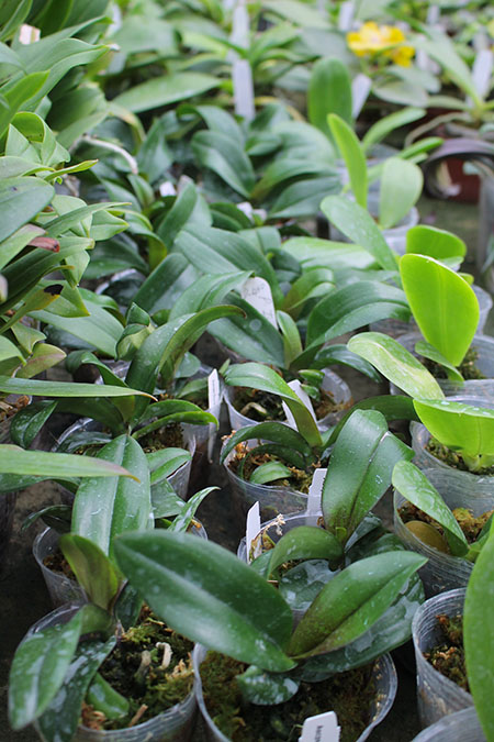 Asconopsis Irene Dobkin 'Elmhurst'.jpg