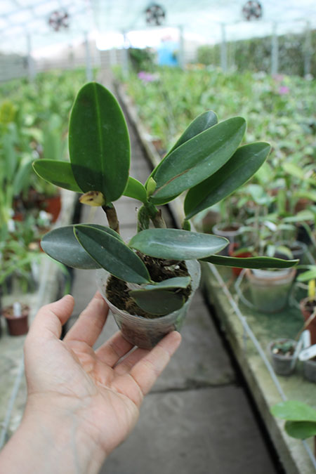 Sophrocattleya Crystelle Smith 'N R'.jpg