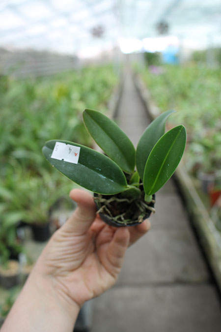 (Sophrocattleya Beaufort x Laeliocattleya Orglade’s Glow) 'Kewpie'.jpg