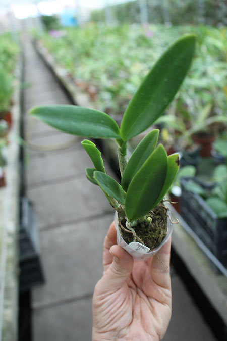 Cattlianthe Tiny Treasure 'Star Amethyst'.jpg