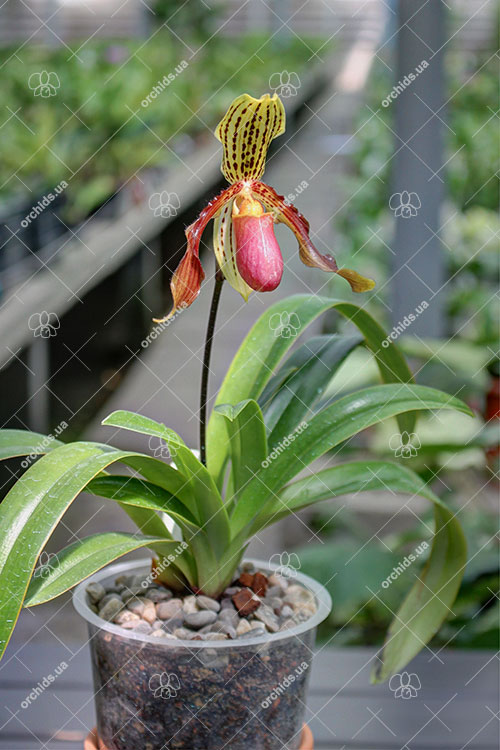 Paphiopedilum henryanum x glanduliferum.jpg