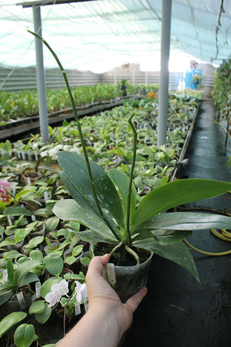 Phalaenopsis Yuan shan Sweet Girl.jpg