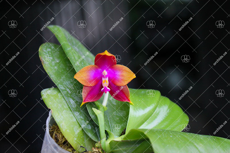 Phalaenopsis Nobby’s Green Eagle x (Sogo Kaiulani-Dragon Tree Eagle).jpg