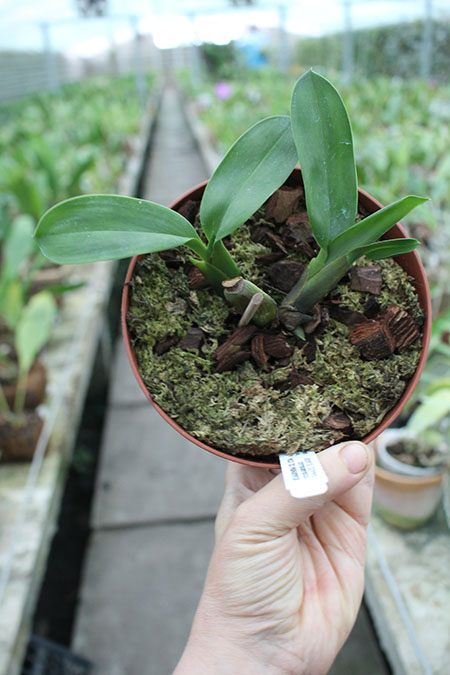 Maxillaria striata.jpg