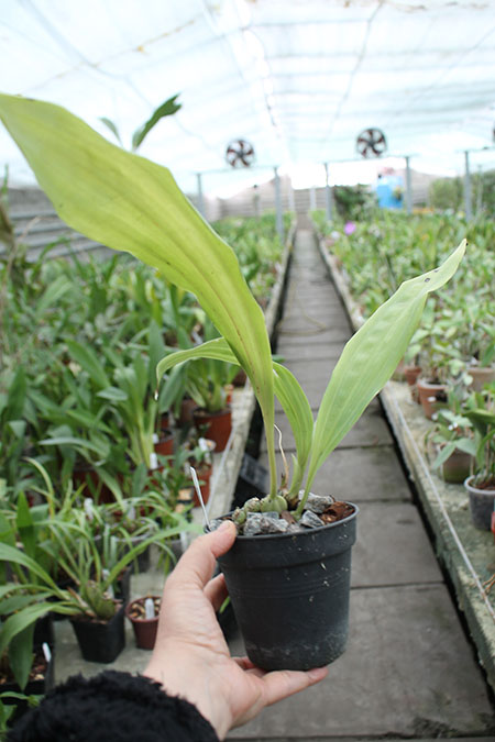 Embreea rodigasiana.jpg