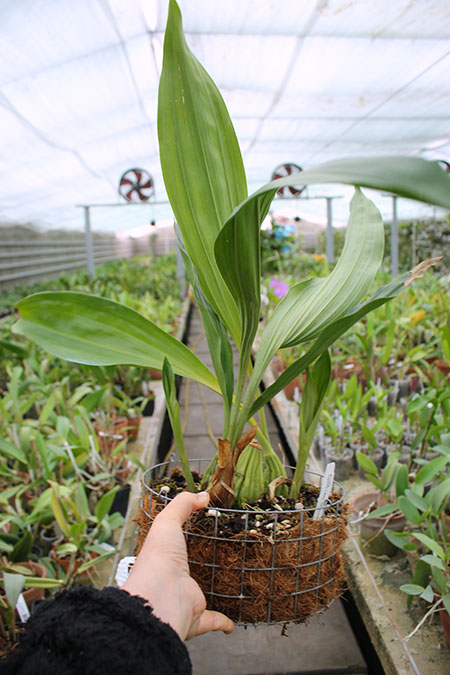 Acineta superba x Stanhopea stevensonii.jpg