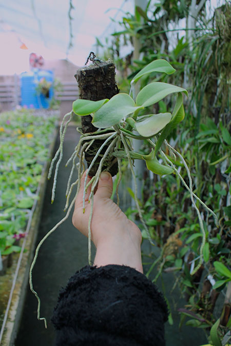 Cattleya walkeriana 'Edward' x nobilior coerulea 'Pledge'.jpg