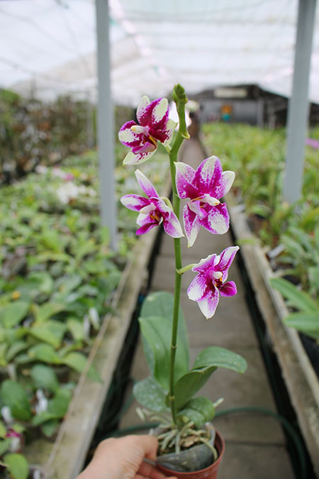Phalaenopsis Jiaho Summer Love.jpg