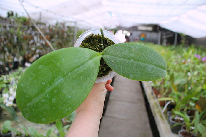 Phalaenopsis Jong's Gigan Cherry 'Jon'.jpg