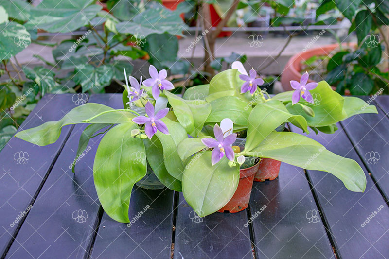 Phalaenopsis (tetraspis 'Su's Bluish' x violacea coerulea).jpg