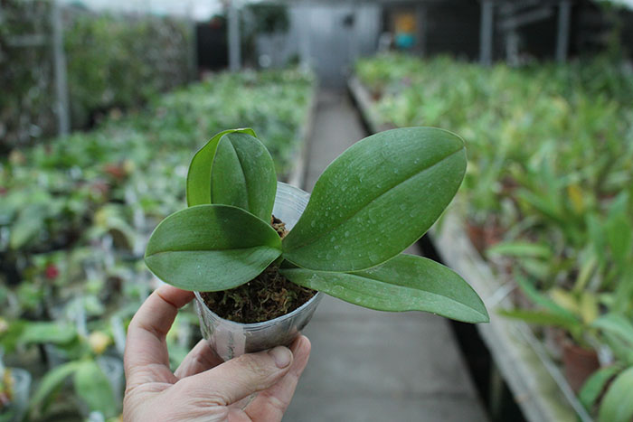 Phalaenopsis gigantea x Tying Sin Popularity.jpg