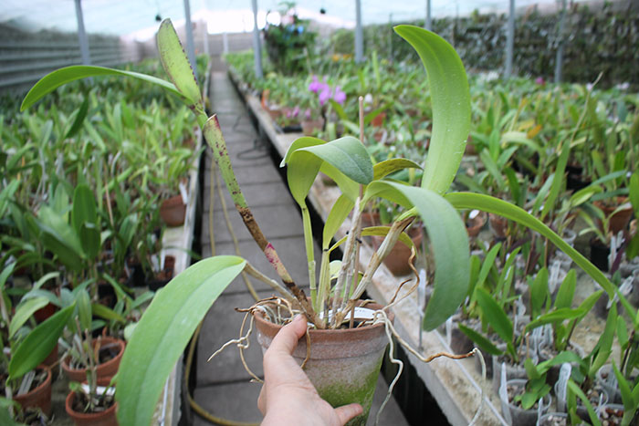 Cattleya leopoldii 'Dark Show' x Cattleya dowiana aurea 'Uraba-A'.jpg