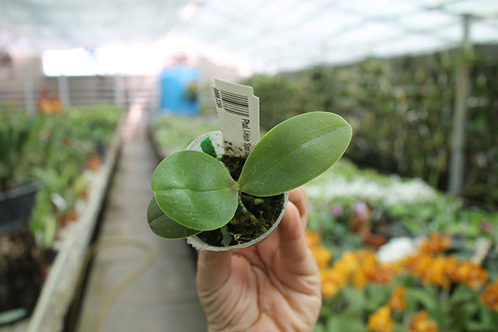 Phalaenopsis I-Hsin 'Spot Eagle'.jpg