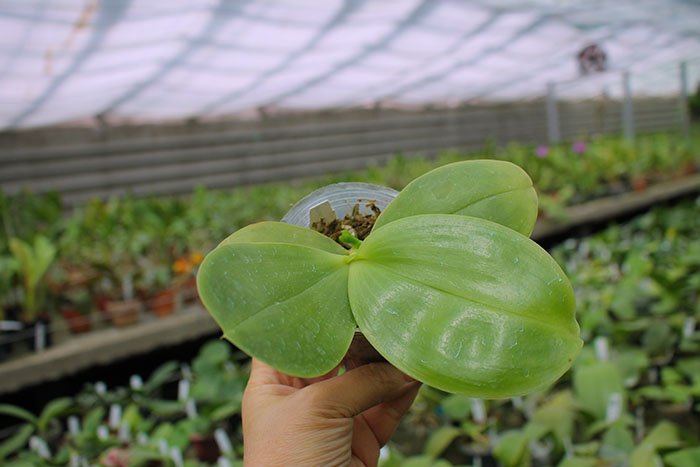 Phalaenopsis Mituo King Bellina 'Red Apple’.jpg