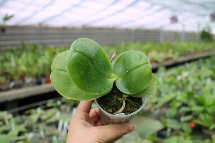 Phalaenopsis Mituo Prince 'YR'.jpg