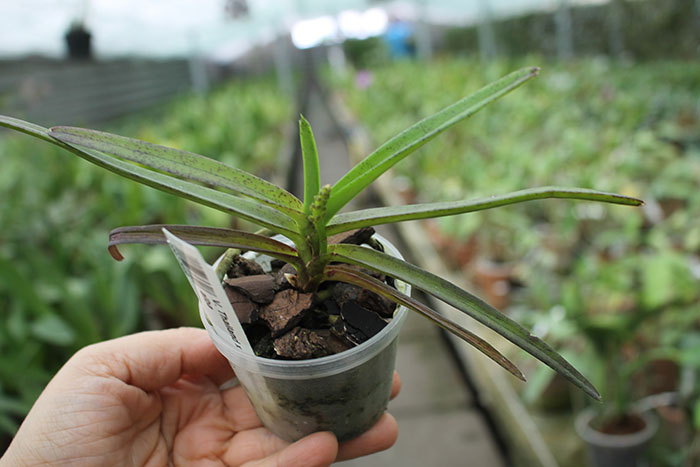 Vanda Thailand x Phalaenopsis equestris alba.jpg