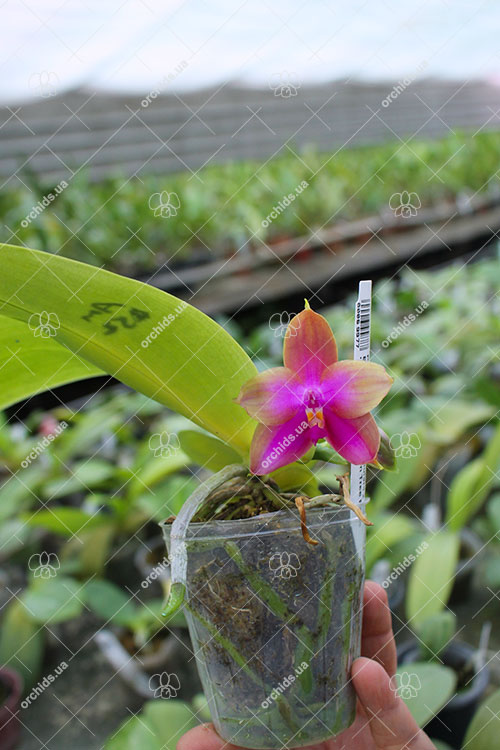 Phalaenopsis (Yin's Bellina Kaiulani x Ld's Bear Queen ) x Dragon Tree Eagle 'Red Eagle'.jpg