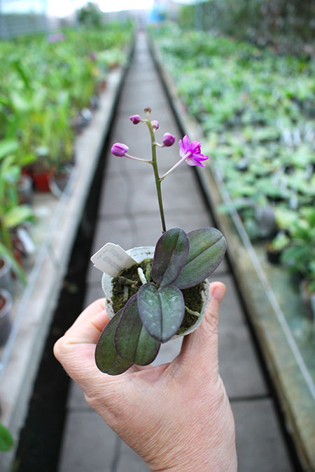 Phalaenopsis San Shia Appendo.jpg