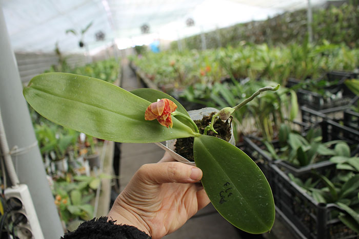 Phalaenopsis Magnificent Mibs 'Mituo #3' x Corona 'M-1'.jpg